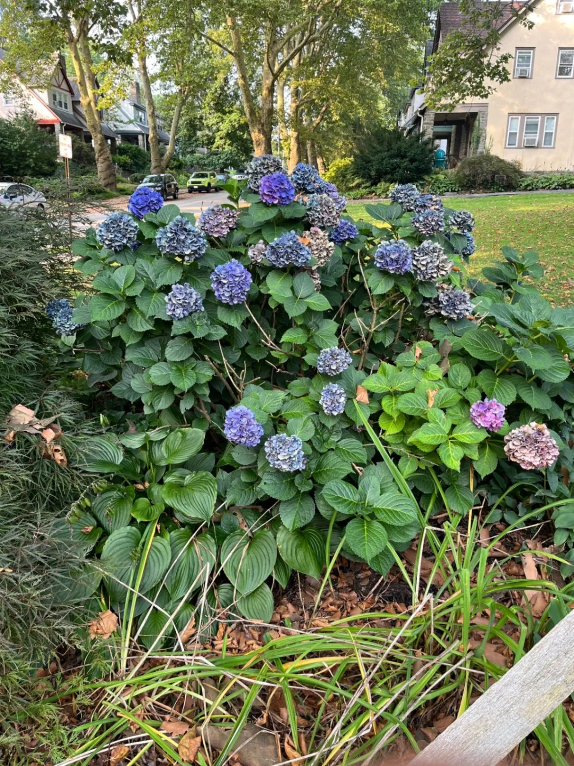 Blue and purple hydrangeas blooming in a leafy neighborhood garden beside tree-lined homes